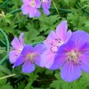 Geranium himalayense