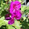 Geranium macrorrhizum