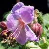 Geranium macrorrhizum