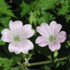 Geranium x oxonianum