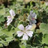 Geranium renardii