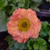 Geum