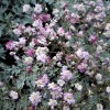 Gypsophila paniculata