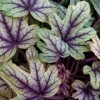 x Heucherella
