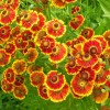 Helenium 