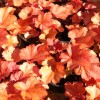 Heuchera 