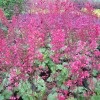 Heuchera