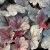 Heuchera