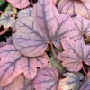 x Heucherella