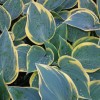 Hosta