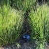 Molinia caerulea