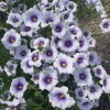 Nierembergia scoparia