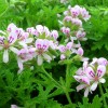 Pelargonium graveolens