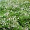Pelargonium odoratissimum