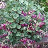 Pelargonium reniforme x sidoides