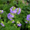 Polemonium yezoense
