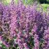 Salvia verticillata