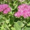 Sedum spectabile