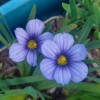 Sisyrinchium
