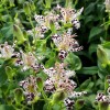 Tricyrtis