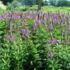 Veronicastrum sibiricum