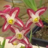 Epimedium x rubrum 